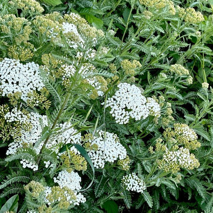 Achillée millefeuille