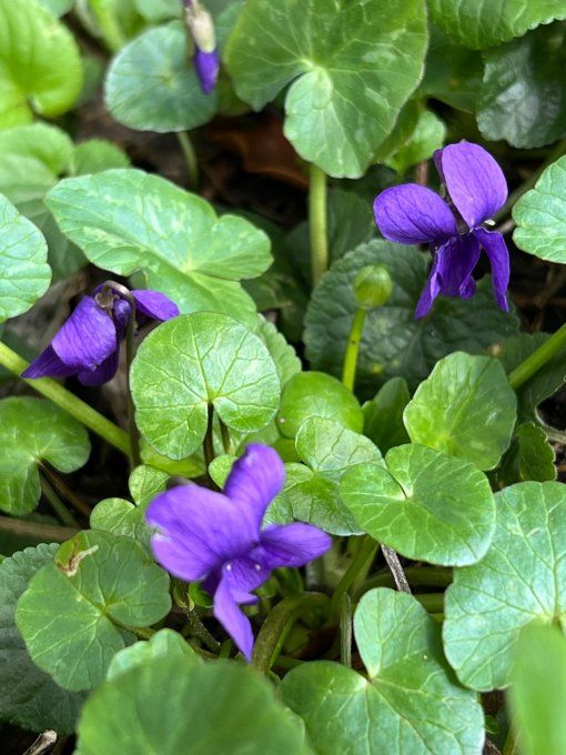 Violette