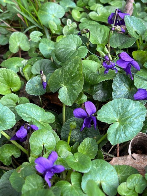 Violette