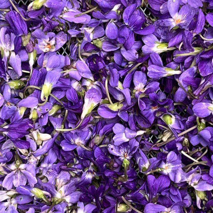 Violette