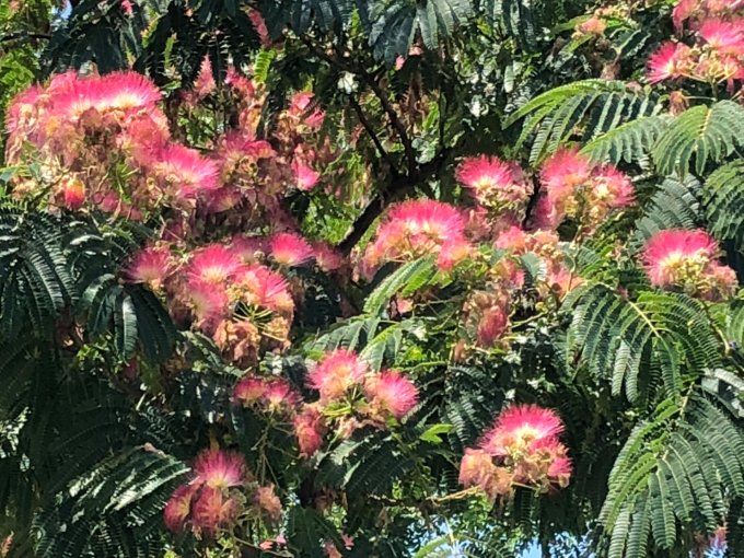 Albizzia